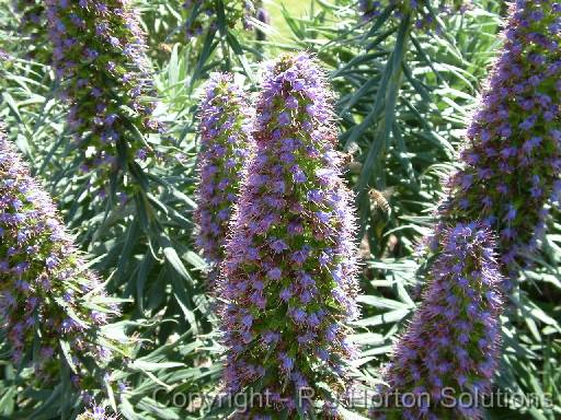 Echium bee closeup 